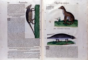 Civette la، la la mangouste a hena and the History of Animals Conrad Gesner (1516-1565) ، زيورخ بواسطة فنان غير معروف