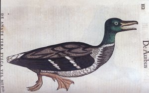 سوق La ducard في تاريخ الحيوان Conrad Gesner (1516-1565) ، زيورخ بواسطة فنان غير معروف