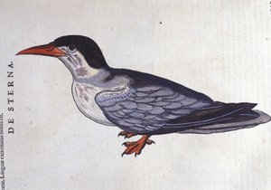 Swallow la ou des mers Time in History ، حيوان Conrad Gesner (1516-1565) ، زيورخ بواسطة فنان غير معروف