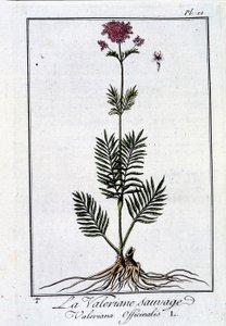 حشيشة الهر البرية - في "تمرين علم النبات للتجار" بقلم JC Philibert ، Imp. بواسطة Crapelet ، باريس بواسطة فنان غير معروف