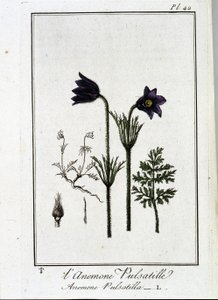 شقائق النعمان pulsatilla - في "تمارين علم النبات للمتداولين" ، كتبها JC Philibert ، Imprimerie de Crapelet ، Paris بواسطة فنان غير معروف