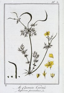 لو كومين كورنو (Hypecoom procumbens) - في "Exercises de botany à l'usage des commercants" ، redige بواسطة JC Philibert ، Imprimerie de Crapelet ، Paris بواسطة فنان غير معروف
