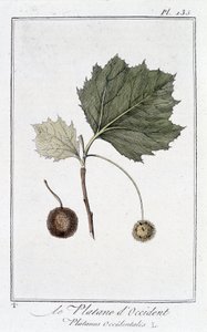 شجرة الطائرة الغربية (Platanus occidentalis) - في "تمارين علم النبات لاستخدام التجار" ، redige بواسطة JC Philibert ، Imprimerie de Crapelet ، Paris بواسطة فنان غير معروف