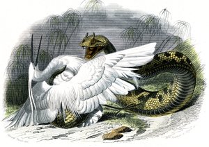 Le ceraste (Vipera cerastes) - لوحة من التاريخ الطبيعي بقلم برنارد جيرمان دي لاسيبيدي (1856-1925)، طبعة P.Furme، باريس بواسطة فنان غير معروف