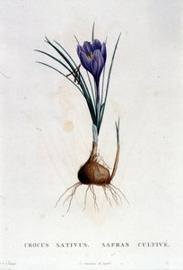 الزعفران (Crocus sativus) بعد بوتانيك دي جي روسو ، باريس 1822. بواسطة فنان غير معروف