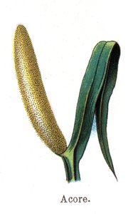 النباتات الطبية والغذائية النباتية: أكور. نقش في "" La medicine naturelle "، بقلم فريدريش إدوارد بيلز (1842-1922) بواسطة فنان غير معروف