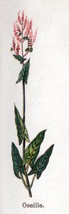 النباتات الطبية والغذائية: حميض. نقش في "" La medicine naturelle "، بقلم فريدريش إدوارد بيلز (1842-1922) بواسطة فنان غير معروف