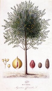 Myristica fragrans - Muscadier (Myristica officinalis). لوحة نباتية بواسطة فنان غير معروف