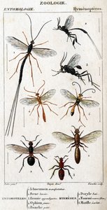 مجلس التاريخ الطبيعي. علم الحشرات. عائلة غشائيات الأجنحة. Entomotilles: 1. متظاهر بوصة رئوية. 2. فوين لانسير. 3. Evanie appendigastre؛ 4. ophion الأصفر. 5. باللون الأبيض. Myrmeges: 1. خليج Doryle. 2. توفير أحمر الشعر (فيم.) 3. Ecarlate mutille. بواسطة فنان غير معروف