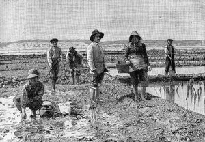 زراعة العظم - زراعة المحار في حوض أركاشون (1894): منتزه المحار (من صورة فوتوغرافية). نقش في "" الطبيعة: مراجعة العلوم وتطبيقاتها في الفنون والصناعة "بتاريخ ٢٣ يونيو ١٨٩٤. بواسطة فنان غير معروف