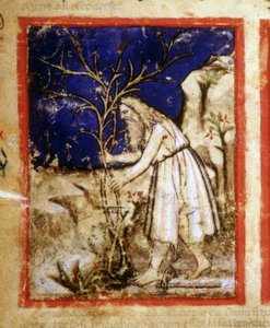 صفحة مخطوطة الكتاب المقدس. حياة نبات نوح. صورة مصغرة من مجلد مخطوطات 212 (أو كود بادوفانو أو الكتاب المقدس لبادوا) 1390-1400 روفيغو ، أكاديميا دي كونكوردي بواسطة فنان غير معروف