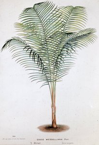 Palm Cocos Weddelliana (البرازيل) - لوحة نباتية بواسطة فنان غير معروف