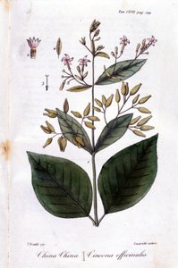 صفيحة من الكينا (Cinchona Officinalis). بواسطة فنان غير معروف