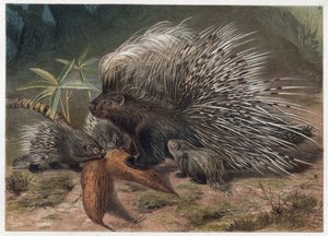ملحمة لحم الخنزير (porc-epic) - النيص المتوج (Hystrix cristata) - نقش من "" Brehm's Life of Animals "" لألفريد إدموند بريهم (1829-1884) بواسطة فنان غير معروف