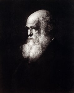 صورة تشارلز روبرت داروين (1809-1882) بواسطة فنان غير معروف