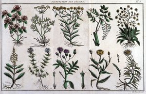 أحكام الزهور: في "" Flora Françoise ، أو وصف موجز لجميع النباتات التي تنمو بشكل طبيعي في فرنسا ، مرتبة وفقًا لطريقة تحليل جديدة نرفق بها اقتباس مزاياها الأقل غموضًا في الطب وفائدتها بواسطة فنان غير معروف