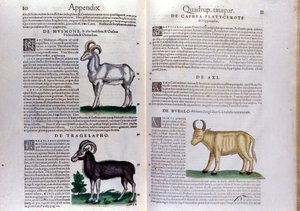 تمثيل الأغنام والجاموس ... - في تاريخ الحيوانات بواسطة كونراد جيسنر (1516-1565) ، زيورخ بواسطة فنان غير معروف