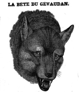 تمثيل Bete du Gevaudan. بواسطة فنان غير معروف