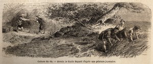 زراعة الأرز: الحصاد في أكتوبر ، يتم لم شمل السيقان في جزمة. نقش لتوضيح الرحلة إلى اليابان في 1863-1864 ، بقلم آيم هامبرت ، وزير الاتحاد السويسري ، في "Le tour du monde ، nouveau journal des voyages" ، المنشور تحت direc بواسطة فنان غير معروف