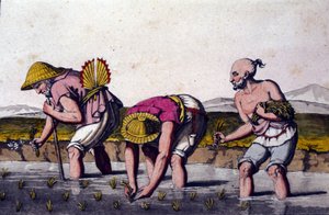 زراعة الأرز في الصين. طباعة القرن التاسع عشر. بواسطة فنان غير معروف