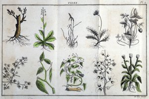 ينبع: في "" Flora Françoise ، أو وصف موجز لجميع النباتات التي تنمو بشكل طبيعي في فرنسا ، مرتبة وفقًا لطريقة جديدة للتحليل يتم من خلالها اقتباس أقل مزاياها التباسًا في الطب وفائدتها في الفنون "" ي بواسطة فنان غير معروف