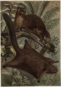 تاجوان (السنجاب الطائر) (عائلة Sciuridae) - السنجاب (السنجاب الطائر) - نقش من "" حياة الحيوانات بريهم "" للفريد إدموند بريهم (1829-1884) بواسطة فنان غير معروف