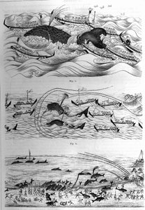 تقنيات صيد هذا النوع في اليابان. عينة من الرسومات المرسلة من قبل حكومة اليابان. نقش في "" La Nature: revue des sciences et de leurs applications aux arts et a l'industrie "" بتاريخ ٨ ديسمبر ١٨٧٧. بواسطة فنان غير معروف