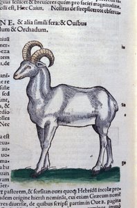 الوعل في تاريخ الحيوانات لكونراد جيسنر (1516-1565) ، زيورخ بواسطة فنان غير معروف