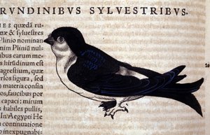 السرعة في تاريخ الحيوانات بقلم كونراد جيسنر (1516-1565) ، زيورخ بواسطة فنان غير معروف