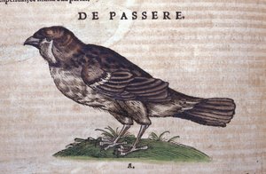 العصفور في تاريخ الحيوانات لكونراد جيسنر (1516-1565) زيورخ بواسطة فنان غير معروف