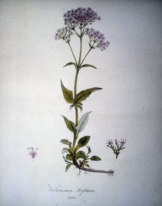 Valeriana البنفسجي أو Valeriana tripteris. أعشاب القرن التاسع عشر. بواسطة فنان غير معروف