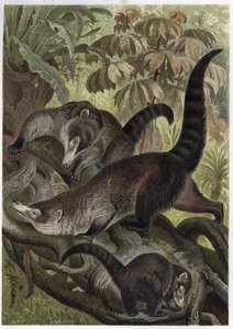 قوطي أبيض الأنف يُعرف أيضًا باسم كوتيموندي - Coati brun ou coati a white nose (Nasua narica) - نقش من "" Brehm's Life of Animals "" لألفريد إدموند بريهم (1829-1884) بواسطة فنان غير معروف