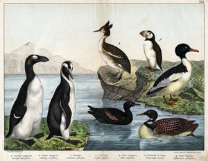 أ: سمكة ذهبية شائعة (Mergus Merganser) ، ب: Grebe Common Grebe (Podiceps cristatus) ، c: Common Loon (Colimbus glacialis) ، d: Black Guillenot (Cephis grylle) ، Great Pinguoin (Alca impennis) ، f: Puffin (Fratercula artica ) ، ز ؛ البطريق الملكي (Aptenodyd بواسطة فنان غير معروف