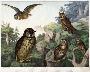 a: البومة الذهبية (Bubo ignavus) ، b: Hulotte (cat-huant) (Asio shell) ، c: Wild Owl (Syrnium aluco) ، d: Owl (Strix flammea) ، e: Owl (Athene noctua) - in "Natural تاريخ الطيور "، أد. Hoepli ، ميلان بواسطة فنان غير معروف