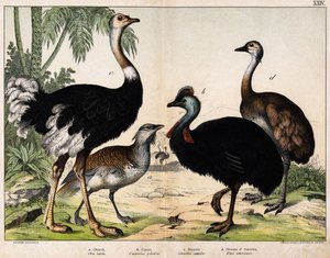 a: Grance Bustard (Otis tarda)، b: Casoar (Casarius galeatus)، c: African Ostrich (Struthio camelus)، d: Nandon (Rhea Americana) -In "" Natural History of Oideals "، ed. Hoepli ، ميلان بواسطة فنان غير معروف