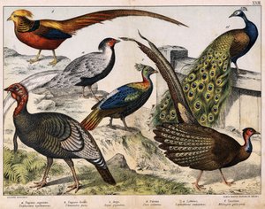 أ: الدراج الفضي (Euplocamus nycthemerus) ، ب: الدراج الذهبي (Thaumalea picta) ، c: الدراج المهيب (Argus giganteus) ، d: الطاووس الأزرق (Pavo cristatus) ، e: Lophophorus impeyanus ، f: تركيا (Meleagris gallo-pavo) ، في "التاريخ الطبيعي للطيور" ، أ بواسطة فنان غير معروف