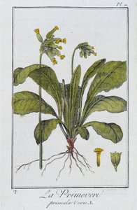 la Primevere (Primula vers) - في "تمارين علم النبات للتجار" ، كتبها J.C. Philibert ، Imprimerie de Crapelet ، Paris بواسطة فنان غير معروف