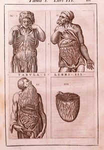لوح تشريحي يمثل: أبعاد وعضلات البطن والأمعاء والمعدة. نقش في "Anatomia Corporis Humani" لخوان فالفيردي دي أموسكو (1525-1588). الجدول الأول ، الكتاب الثالث. برشلونة. Biblioteca de Catalunya (National Library of Ca بواسطة فنان غير معروف