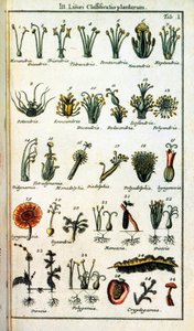اللوحة النباتية: تصنيف النباتات بواسطة كارل فون لين (1707-1778) ، عالم الطبيعة السويدي في "خلاصة نباتات Systematis Linnean". الإصدار بواسطة فنان غير معروف