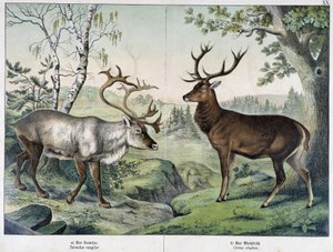 Deers - in “Natural History of Mammals”, ed. Schreiber بواسطة فنان غير معروف