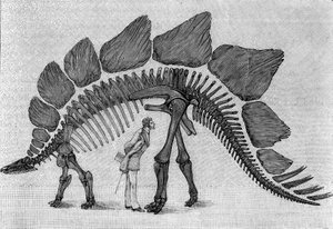 هيكل عظمي للديناصور: "" Stegosaurus ungulatus "، مارس. العصر الجوراسي العلوي لجبال روكي. استنساخ الرسم الذي أرسله السيد مارش إلى ألبرت جودري من المعهد. النقش في "" La Nature: revue des sciences et de leurs applications aux بواسطة فنان غير معروف