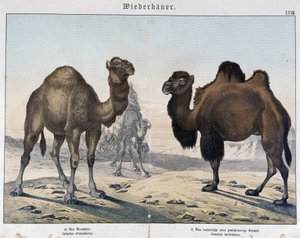 الجمل الجمل والجمل - في "" التاريخ الطبيعي للثدييات "، أد. شريبر ، ميونيخ بواسطة فنان غير معروف