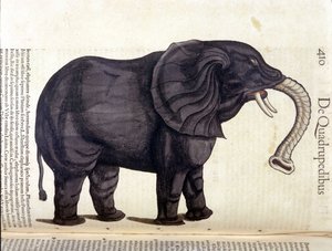 فيل تاريخي من الحيوانات بقلم كونراد جيسنر ، زيورخ 1560. الموقع Nazionale Braidense. ميلان بواسطة فنان غير معروف