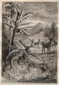 رحلة حول العالم (1785-1788) بقلم جان فرانسوا غالوب دي لا بيروس (1741-1788): أسلوب الصيد للهنود في خليج مونتيري (كاليفورنيا) - رسم توضيحي من "البحارة الكبار في القرن الثامن عشر" بواسطة فنان غير معروف