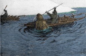 فريدجوف نانسن (1861-1930) ، مستكشف نرويجي ، تعرض لهجوم من قبل فظ أثناء رحلة استكشافية للقطب الشمالي في عام 1896. كان يحمل القارب على قارب الكاياك. نقش القرن التاسع عشر. بواسطة فنان غير معروف