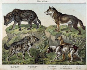 Hyenas et chiens. in “” Histoires naturelles des mammals”, ed. Schreiber بواسطة فنان غير معروف