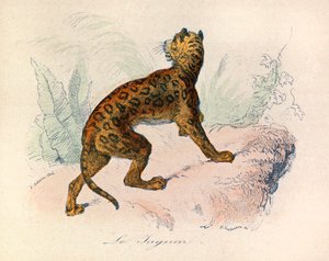 رسم توضيحي من كتاب "الأعمال الكاملة لبوفون": رباعي الأرجل: النمر (نقش) بواسطة فنان غير معروف