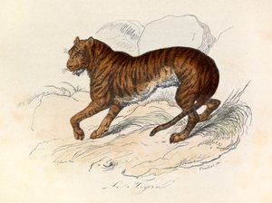رسم توضيحي من كتاب "الأعمال الكاملة لبوفون": الرباعي: النمر (نقش) بواسطة فنان غير معروف