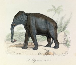 رسم توضيحي من كتاب "الأعمال الكاملة لبوفون": رباعي الأرجل: ذكر الفيل (نقش) بواسطة فنان غير معروف
