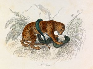 رسم توضيحي من كتاب "الأعمال الكاملة لبوفون": Les Quadrupedes: الأوقية (نقش) بواسطة فنان غير معروف